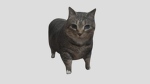 Why Is My Cat Barking?