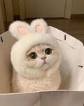 Kitties<_>