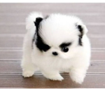 Doggy's and puppys