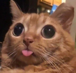 The Boba cat