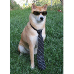 Doge Nation_