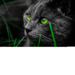 grassy cats