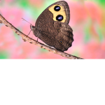 Butterfly party girls