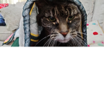 Cats they need you to join this group :)