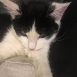 The super cat studios