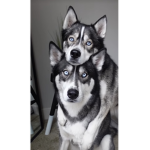 Bella and SS
