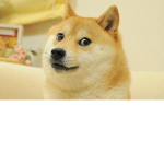 Doge friends and fun