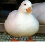 theduck.png