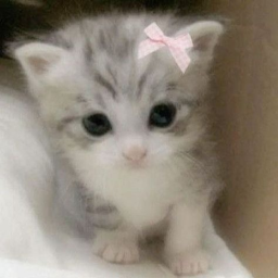 kittyyyyyyyy