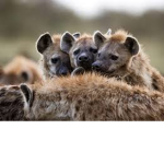 The Epic Hyenas
