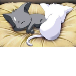 Kitten and kitty