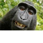 The Ohio monkeys