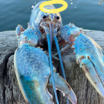 Main Lobster Studio