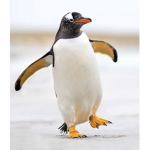 PENGUINS UNITE (THIS IS OUR CULT OF PENGUINS)