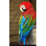 Tiki sqaud