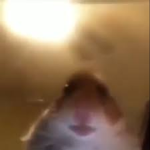 Wolfriges gang plus_hamster