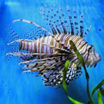 Unforgiven Fishes
