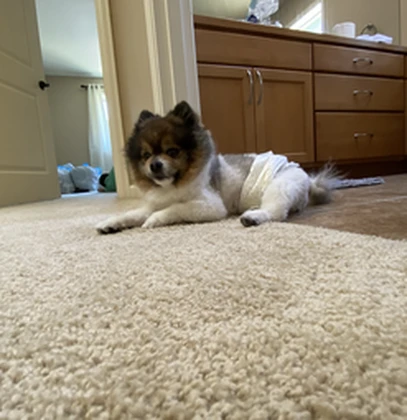 Bean the pomeranian Roblox group icon
