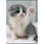Lovely kittens!!