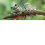 Lol frogsss