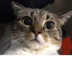 Cat142