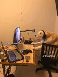 Buddy business work