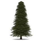 Sacred Tree Cult