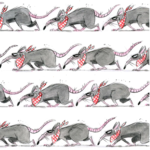 WE ARE RATSSSSSSSSS