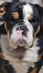 Bulldog mom