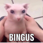 Bingus!