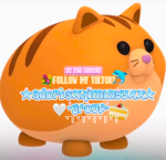 adorbsxkimmy group