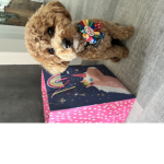 Cocos fans coco bear