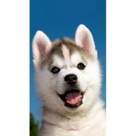 Husky Kingdom