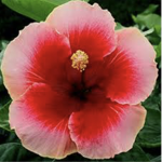 Fleur. Inc.