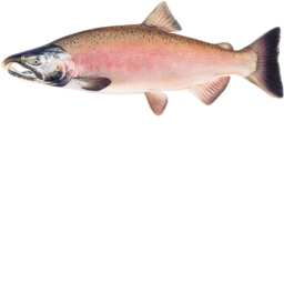 Salmon of Capistrano