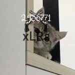 CrazyDogClub