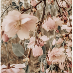 plum blossom clothing