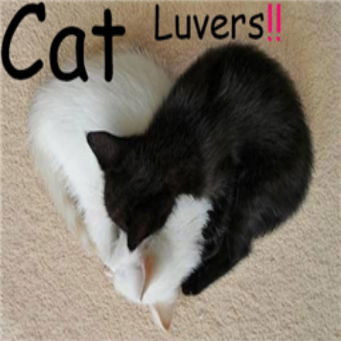 heart_kittens Roblox decal