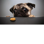 the pugs servants