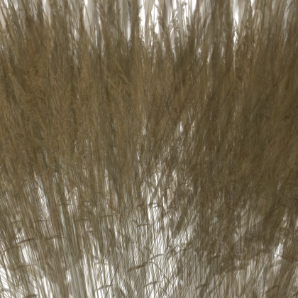 Wheat