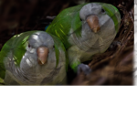Monk Parakeet Official