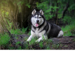 The Epic- Dogs