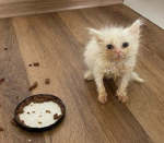 Mallows Cat Jiji