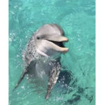 ~Dakotas Dolphins~