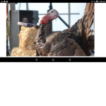 Turkey games