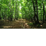 +'': Dreams :''+