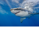 Team Shark BEST