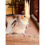 Cockatiel club_Yay
