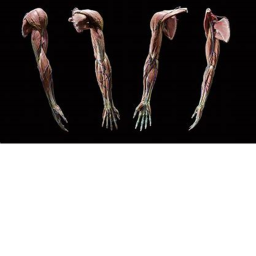 Limbs