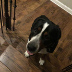 Puppers Are Awsome